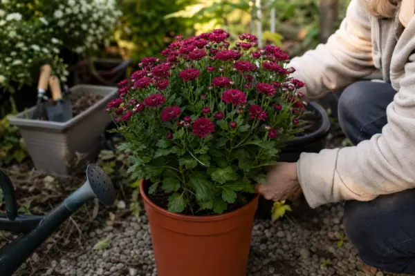 Crizantema (Chrysanthemum morifolium) – plantare, udare și întreținere