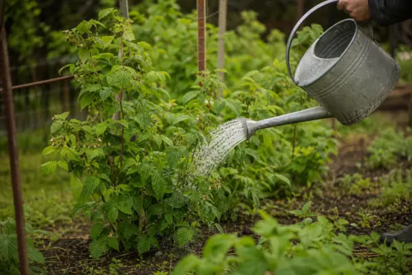 Zmeur (Rubus idaeus) – plantare, udare și întreținere