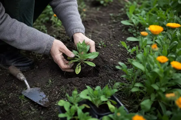 Galbenele (Calendula officinalis) – plantare și îngrijire pas cu pas