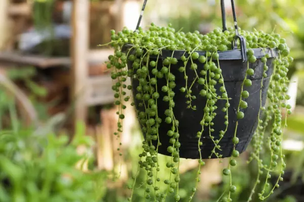 Șiragul de perle (Senecio rowleyanus) – plantare, udare și întreținere