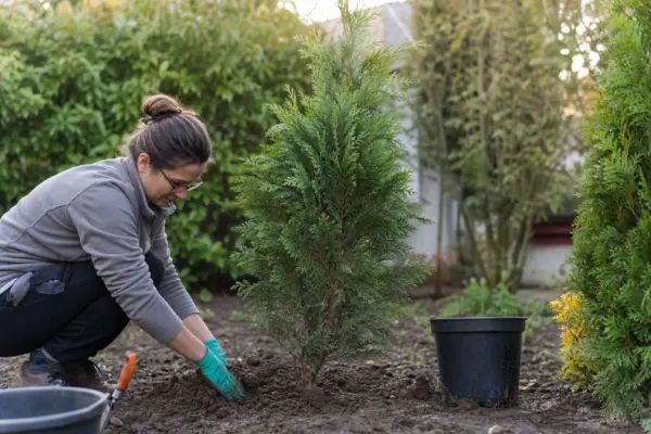 Chiparos de California (Chamaecyparis lawsoniana) – ghid practic de plantare și îngrijire