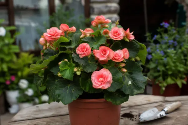 Begonie Elatior (Begonia elatior) – sfaturi utile pentru plantare și îngrijire