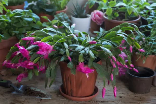 Cactusul de Paște (Rhipsalidopsis gaertneri) – plantare și îngrijire pas cu pas