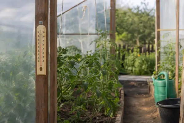 Ce temperatură trebuie menținută în solar pentru legume sănătoase