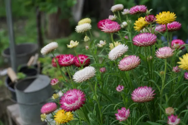 Flori de paie (Helichrysum bracteatum) – plantare, îngrijire și greșeli de evitat