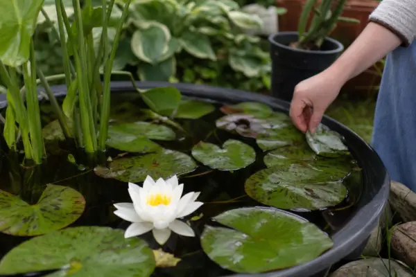 Nufăr (Nymphaea alba) – plantare, îngrijire și greșeli de evitat