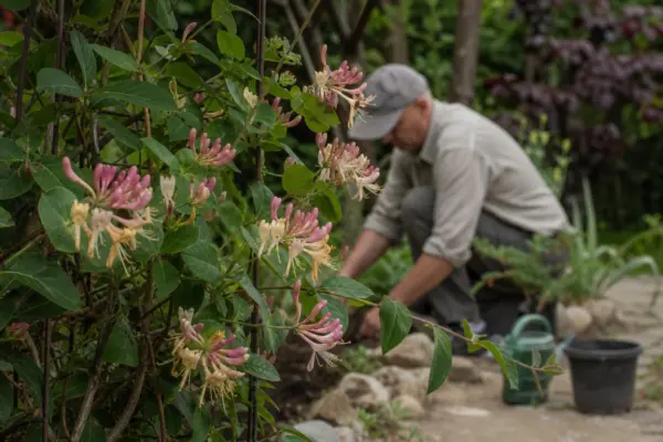 Caprifoi de pădure (Lonicera periclymenum) – de la plantare la întreținerea de zi cu zi