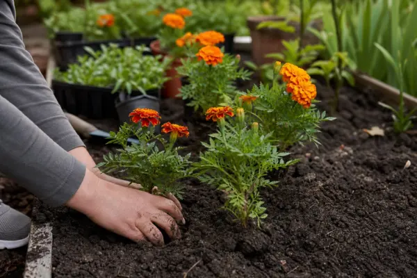 Crăițele (Tagetes) – condiții de creștere, plantare și îngrijire